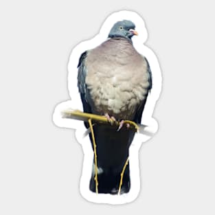 Pigeon Perch Sticker